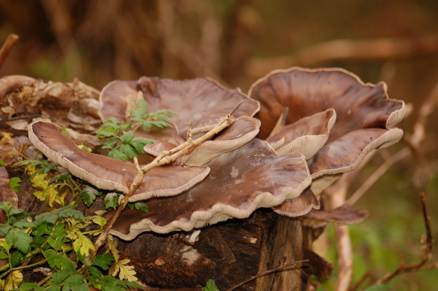 Una bella grigliata?